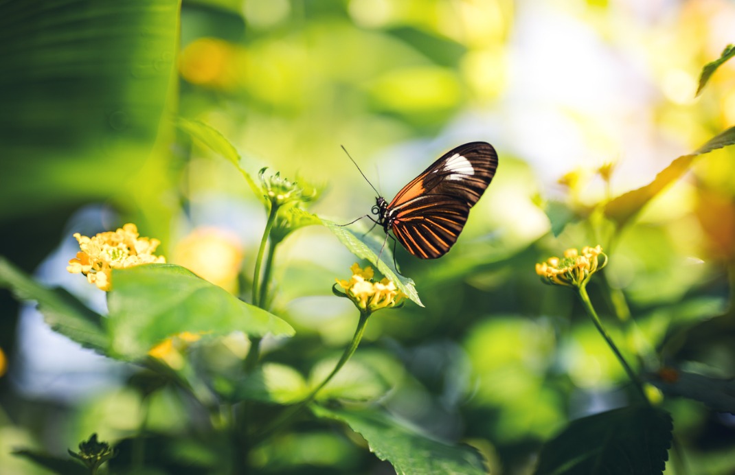 Butterfly Conservatory, Niagara Falls