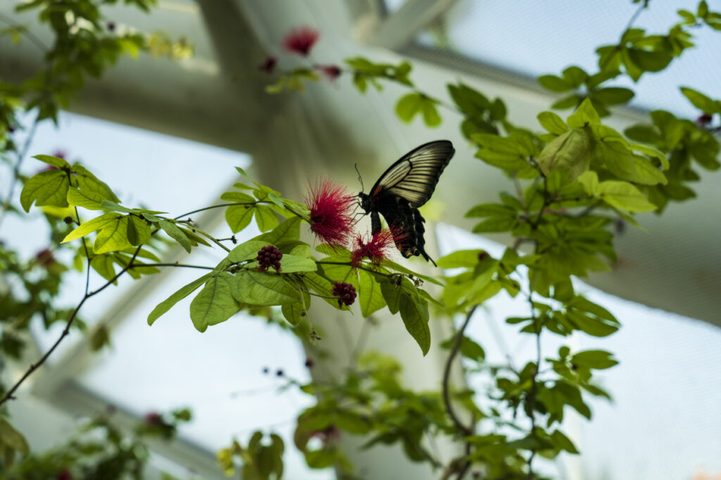 Butterfly conservatory niagara