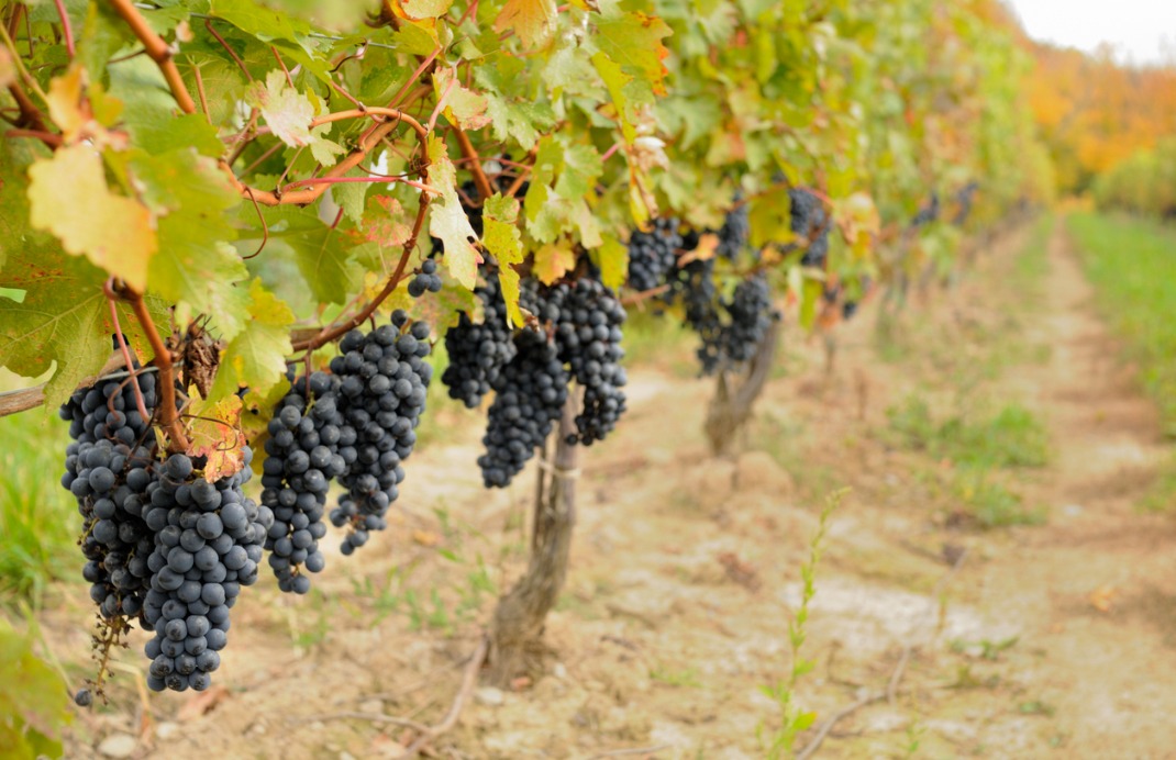 Niagara-on-the-Lake Winery, Canada